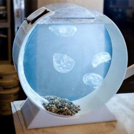 Desktop-Jellyfish-Tank-akvarium-pro-meduzy-jellyfishart-500x500.jpg