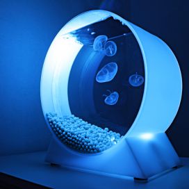Jellyfish-Art-Quallen-Aquarium-B.jpg Designjellyfish