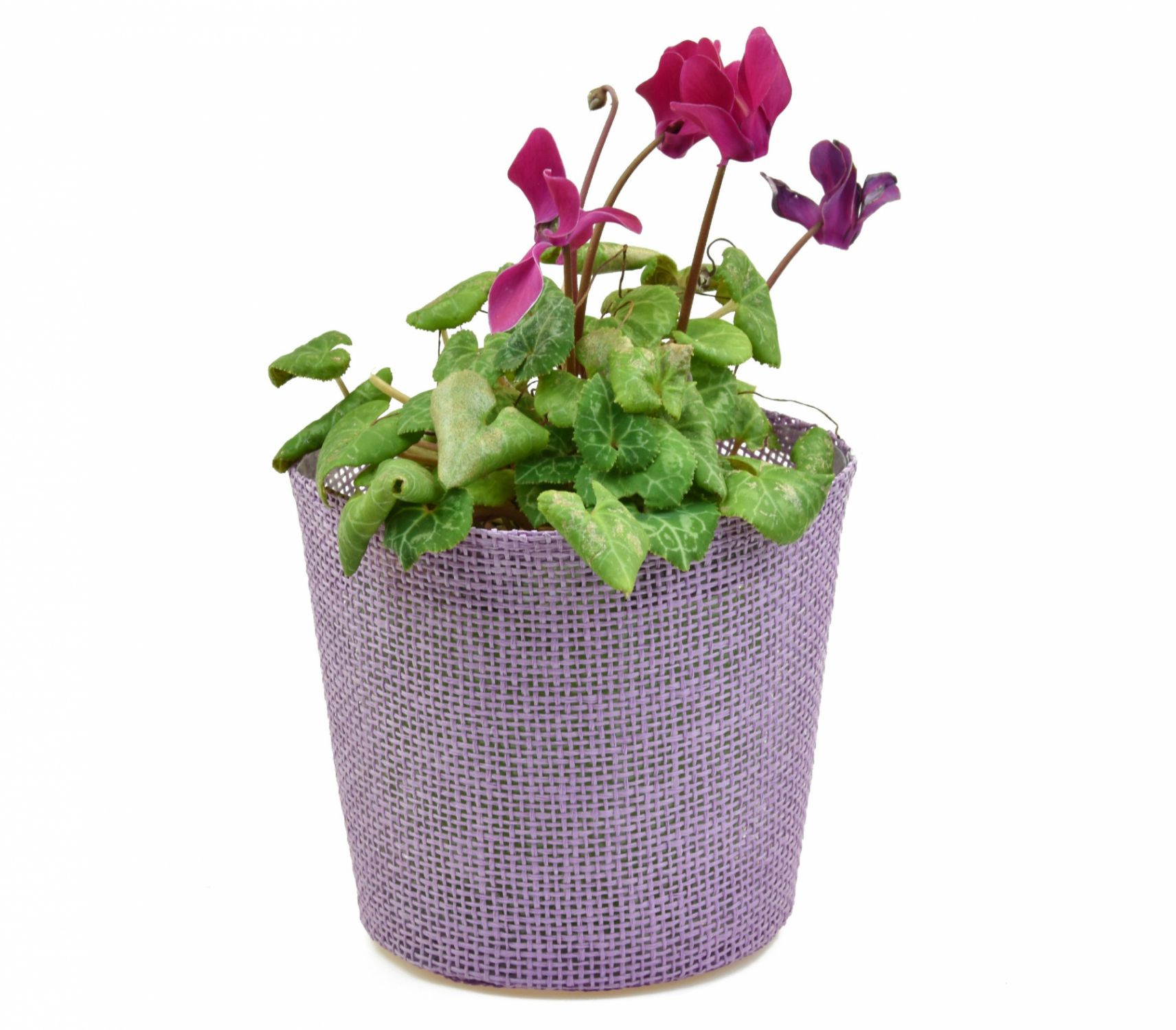 Vingo Květináč fialový s igelitovou vložkou - 15 x 13 cm - Vingo