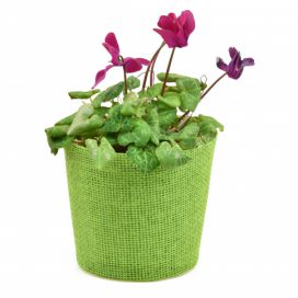 Vingo Květináč zelený s igelitovou vložkou - 15 x 13 cm