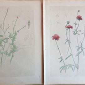 Josef Mánes - Herbarium - 06.JPG Designová dílna Kovaný Petr