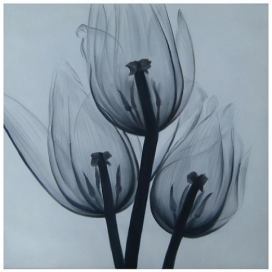 Obraz - Tři tulipány