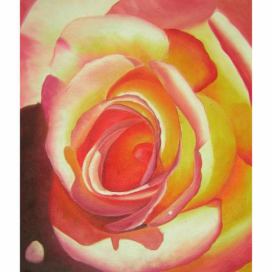 Obraz - Čajová růže