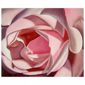 Obraz - Růžová růže