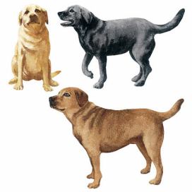 Dekorační obrázky Psů - dekorace psi