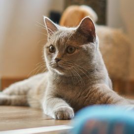Jak vybavit domov pro příchod kočičího mazlíčka?