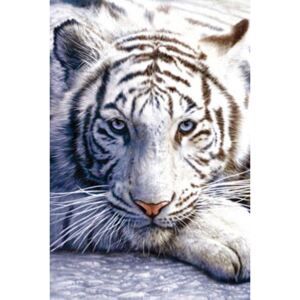 Plakát, Obraz - White tiger, (61 x 91.5 cm) - Favi.cz