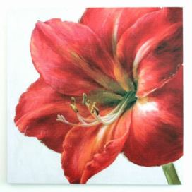 Obraz na plátně Red flower, 50 x 50 cm 4home.cz