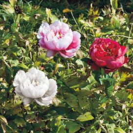 ADRIANI E ROSSI - Umělá květina PEONY