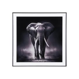 Obraz 50x50 cm  Elephant  – PT LIVING Bonami.cz